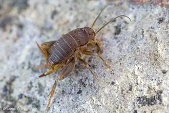 Myrmecophilus hirticaudus