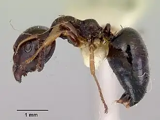 Myrmecorhynchus emeryi