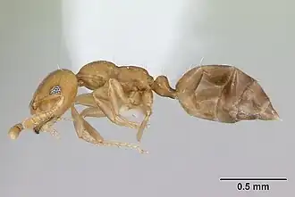 Myrmelachista bambusarum