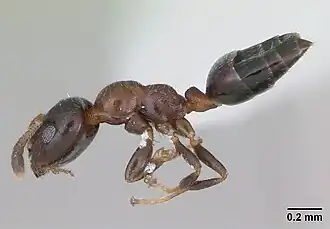 Myrmelachista gallicola