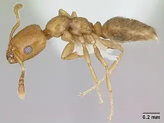 Myrmelachista nodigera