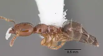 Myrmelachista ramulorum