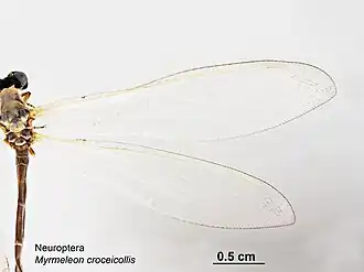 Myrmeleon (Myrmeleon) croceicollis