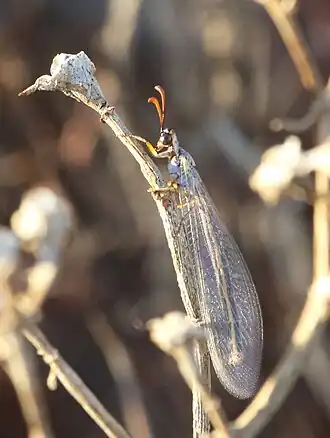 Myrmeleon (Myrmeleon) doralice