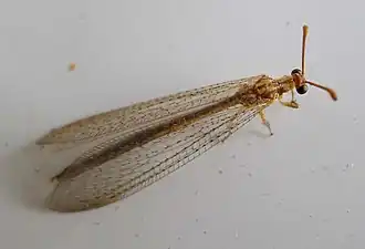 Myrmeleon (Myrmeleon) inconspicuus