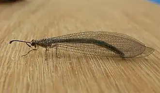 Myrmeleon (Myrmeleon) pictifrons