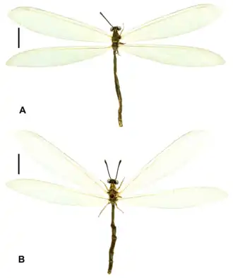Myrmeleon (Myrmeleon) tenuipennis