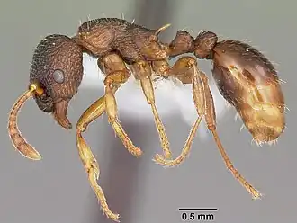 Myrmica alaskensis