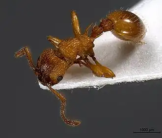Myrmica aloba