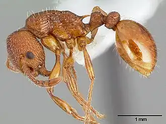 Myrmica americana