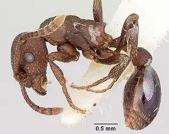 Myrmica colax
