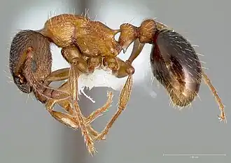 Myrmica discontinua