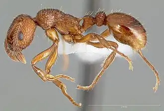 Myrmica glacialis