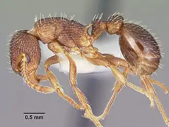 Myrmica hamulata