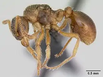 Myrmica karavajevi
