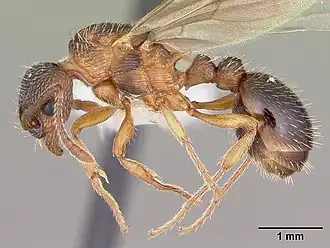 Myrmica monticola