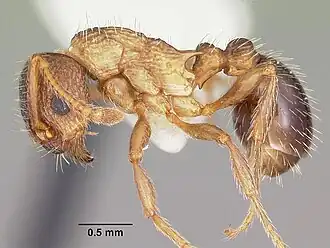 Myrmica nearctica