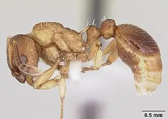 Myrmica pinetorum
