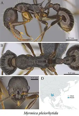 Myrmica pleiorhytida