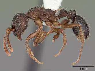 Myrmica punctiventris