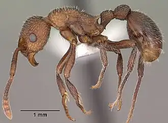 Myrmica rugiventris