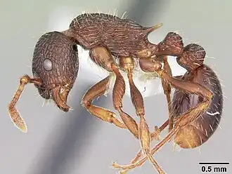 Myrmica spatulata