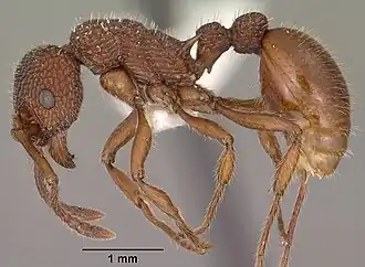 Myrmica striolagaster