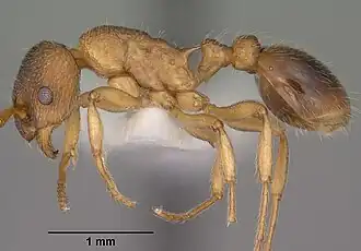 Myrmica wheeleri