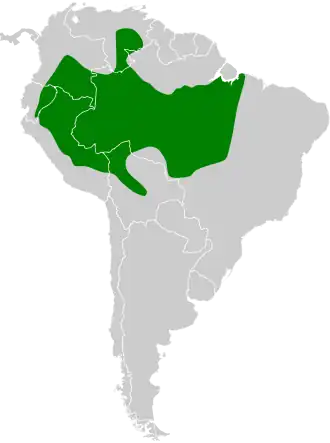 Zwartmaskermierkruiper