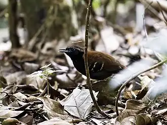 Cordillera-azulmiervogel