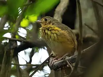 Amazonemierpitta