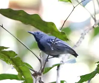 Langvleugelmiersluiper