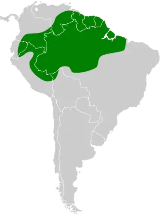 Langvleugelmiersluiper