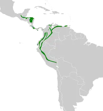 Leigrijze miersluiper