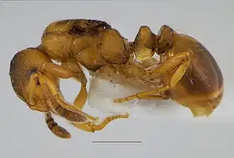 Myrmoxenus algeriana