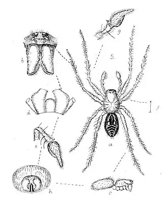 Myro kerguelenensis crozetensis