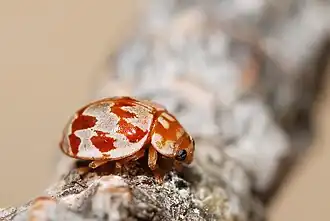 Achttienvleklieveheersbeestje