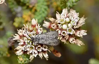 Hestiochora rufiventris