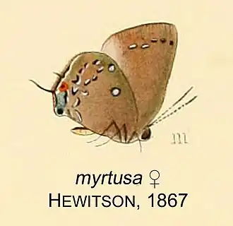 Allosmaitia myrtusa
