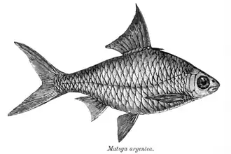 Mystacoleucus argenteus