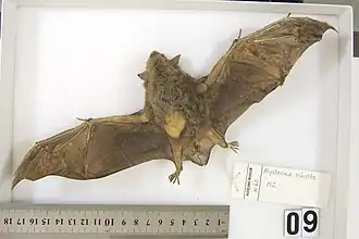 Grote Nieuw-Zeelandse vleermuis