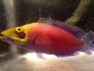 Pseudocheilinus ocellatus