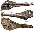 Fossiel van Mystriosaurus laurillardi, holotype van Steneosaurus brevior.