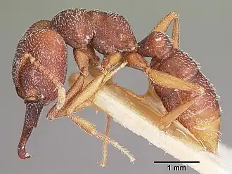 Mystrium stadelmanni