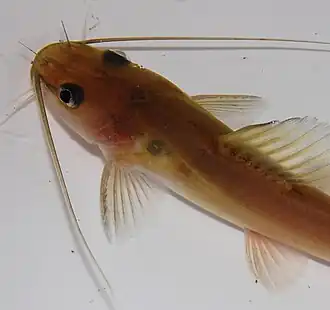 Hemibagrus planiceps