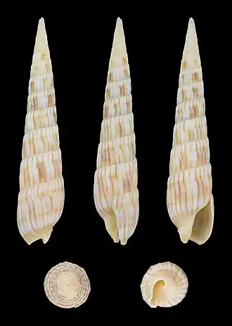 Myurella affinis
