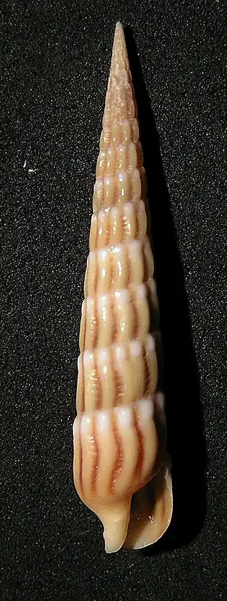 Myurella undulata