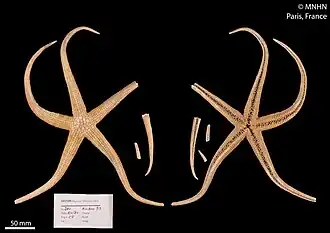 Myxoderma acutibrachia