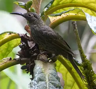 Sulawesihoningzuiger