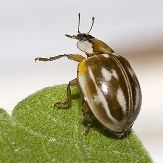 Gestreept lieveheersbeestje